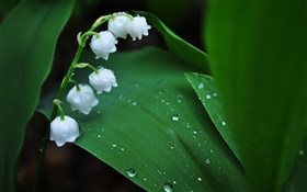 흰색 꽃, 녹색 잎, 물 HD 배경 화면