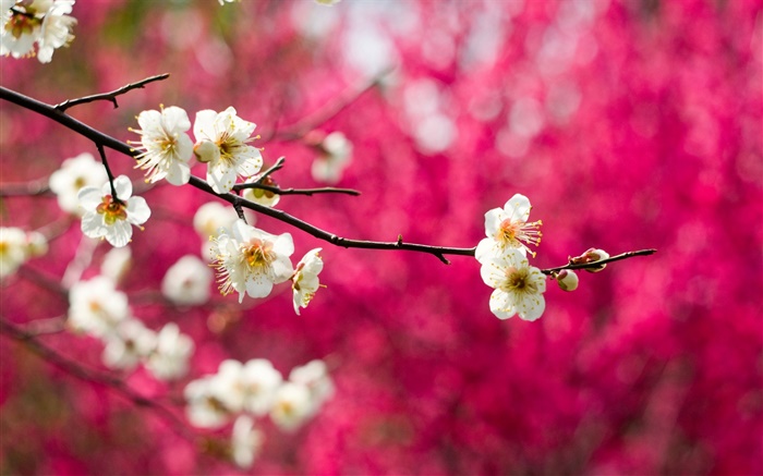 하얀 매화 꽃 꽃, 나뭇 가지, 봄, 빨간색 배경 배경 화면 그림