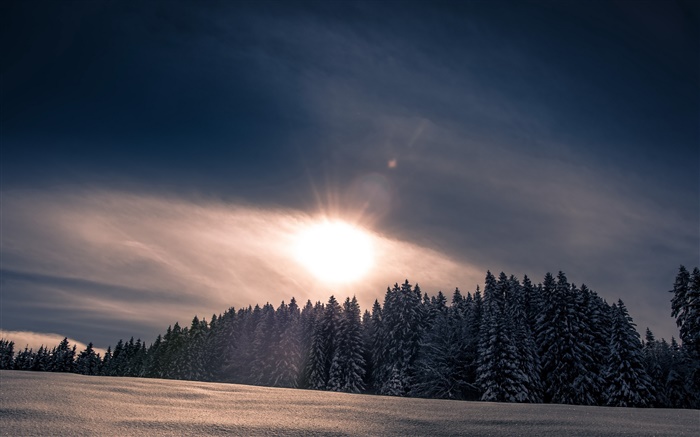 겨울, 눈, 숲, 나무, 일몰 배경 화면 그림