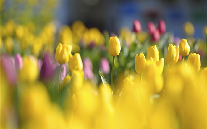 노란 튤립, 꽃, 봄, 흐림 배경 화면 그림