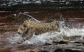 아마존 강, 육식 동물, 물에 재규어 실행 HD 배경 화면