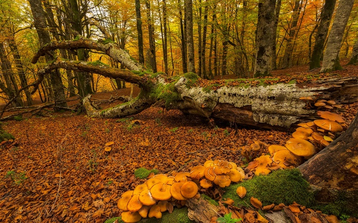 바스크, 스페인, 숲, 나무, 버섯, 가을 배경 화면 그림