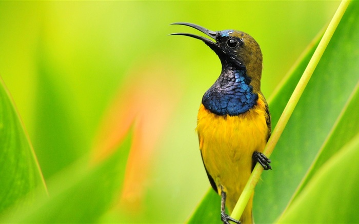새 근접 촬영, 파란색, 노란색 깃털, 녹색 배경 배경 화면 그림