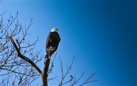 새, 나무에서 독수리, 푸른 하늘 HD 배경 화면