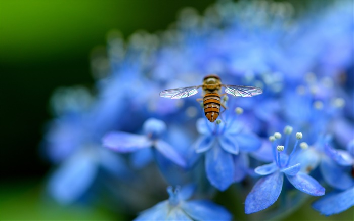 블루 수국 꽃, 곤충, 꿀벌 배경 화면 그림