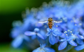 블루 수국 꽃, 곤충, 꿀벌 HD 배경 화면