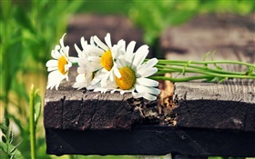 꽃다발 흰색 카모마일 꽃