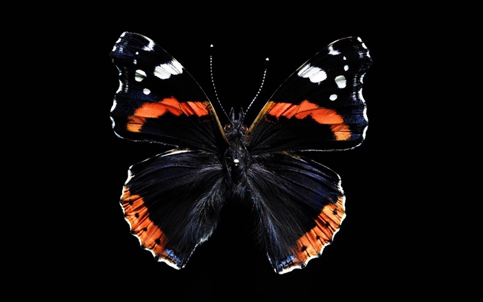 나비 아름다운 날개, 검은 배경 배경 화면 그림