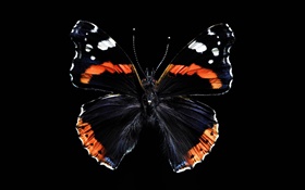 나비 아름다운 날개, 검은 배경 HD 배경 화면