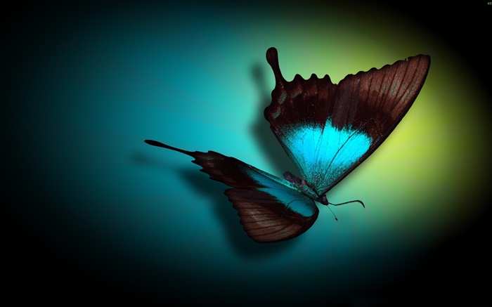 나비 근접, 파란색, 검은 색, 빛 배경 화면 그림
