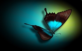 나비 근접, 파란색, 검은 색, 빛
