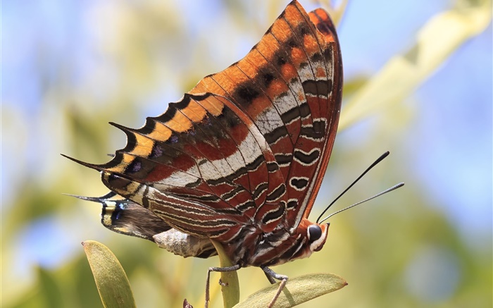 나비 근접 촬영, 곤충 배경 화면 그림