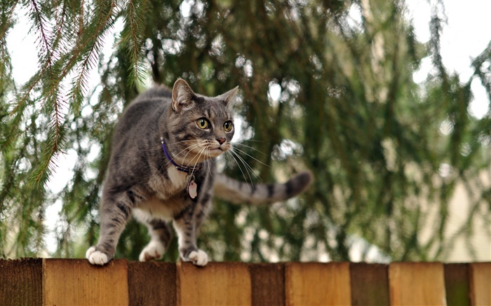 울타리 상단에 서있는 고양이, 나뭇잎 배경 화면 그림