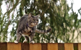 울타리 상단에 서있는 고양이, 나뭇잎
