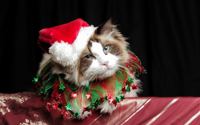 크리스마스 고양이, 모자 배경 화면 그림