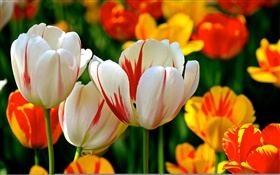 화려한 꽃잎, 화이트, 레드 오렌지, 튤립, 꽃 HD 배경 화면