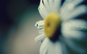 데이지 근접 촬영, 꽃, 꽃잎, 이슬 HD 배경 화면