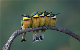 나무 가지에 서있는 다섯 귀여운 새