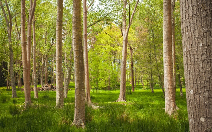 숲, 나무, 잔디, 여름 배경 화면 그림