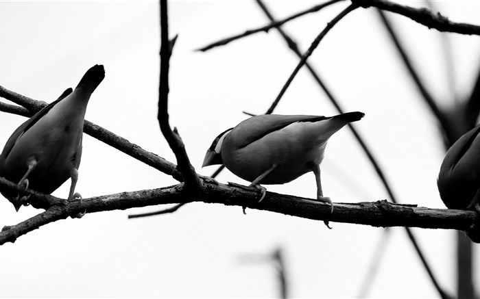 회색 새, 나무 가지 배경 화면 그림