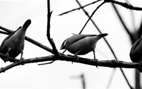 회색 새, 나무 가지 HD 배경 화면