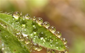 녹색 잎 매크로, 물 HD 배경 화면