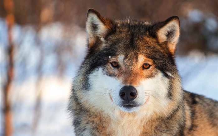 회색 늑대 근접 촬영, 초상화, 겨울 배경 화면 그림
