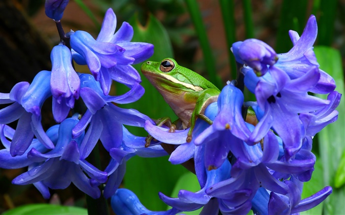 Hyacinthus, 푸른 꽃, 나무 개구리 배경 화면 그림
