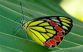 곤충 나비 매크로, 나방, 녹색 잎 HD 배경 화면