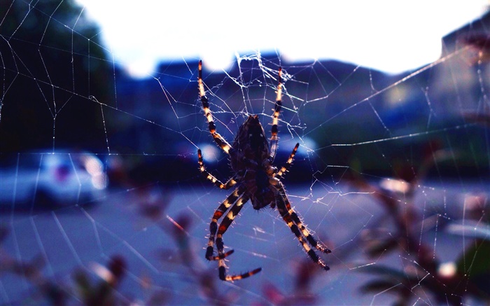 곤충 근접 촬영, 거미, 웹 배경 화면 그림