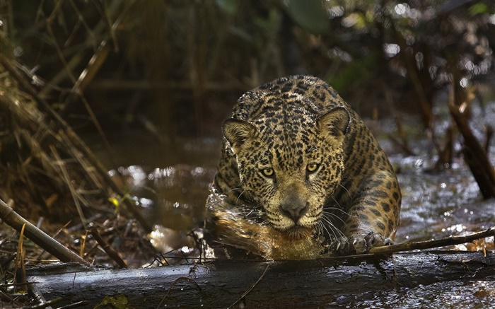 재규어 근접 촬영, 육식 동물, 아마존 배경 화면 그림