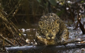 재규어 근접 촬영, 육식 동물, 아마존