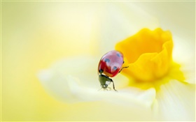무당 벌레, 곤충, 노란 꽃, 꽃잎 HD 배경 화면