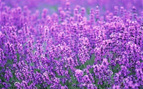 라벤더 꽃 필드, 보라색, 세계, 여름 HD 배경 화면