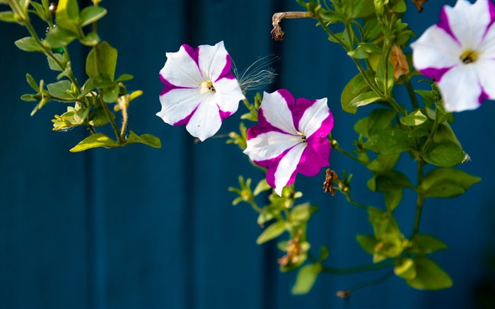 작은 꽃 흰색, 보라색 꽃잎 배경 화면 그림