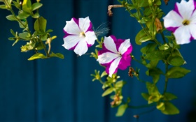 작은 꽃 흰색, 보라색 꽃잎 HD 배경 화면
