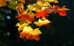 메이플 근접, 가을, 검은 잎 배경