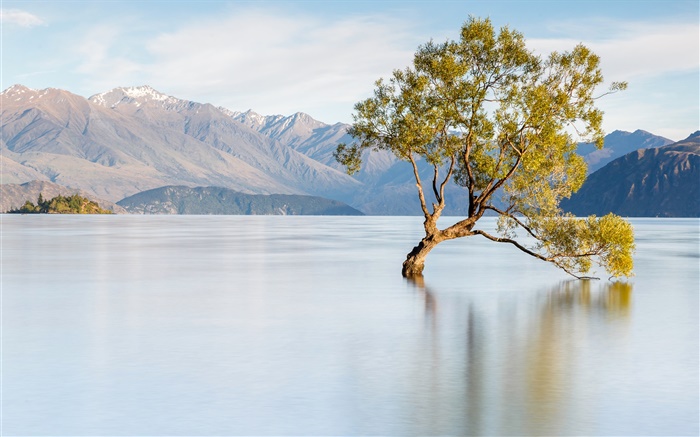 뉴질랜드, 호수 와나카, 산, 외로운 나무 배경 화면 그림