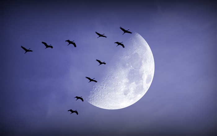 나이트, 달, 새 비행, 하늘 배경 화면 그림