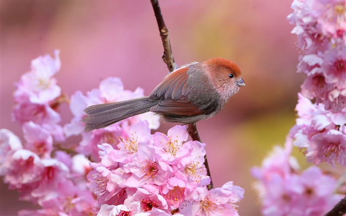 핑크 꽃, 새, 정원, 봄 배경 화면 그림