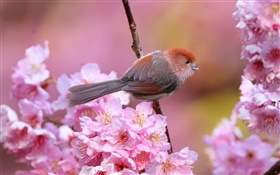 핑크 꽃, 새, 정원, 봄 HD 배경 화면