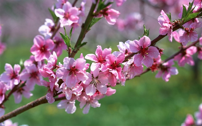 핑크 꽃, 나무, 나뭇 가지, 봄 배경 화면 그림