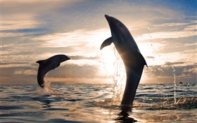 장난 돌고래 점프, 물 얼룩, 바다, 일몰 HD 배경 화면