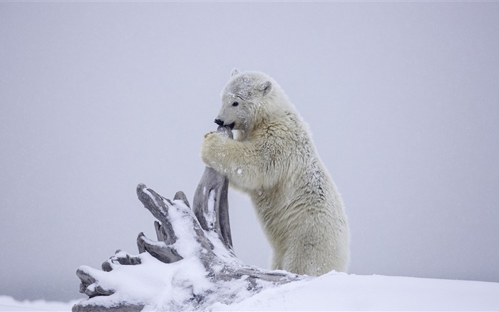 북극곰, 곰 새끼 연주, 겨울, 눈, 알래스카 배경 화면 그림