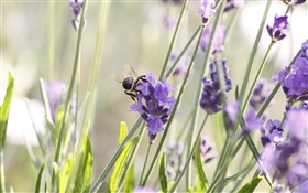 보라색 꽃, 라벤더, 곤충, 꿀벌 HD 배경 화면