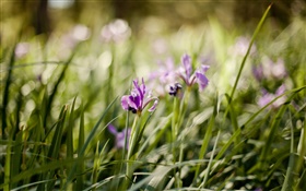 자주색 난초, 꽃, 푸른 잔디 HD 배경 화면