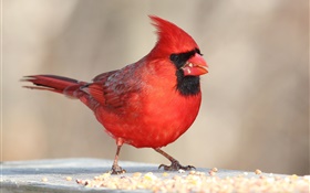 붉은 깃털, 조류, 부리, 매크로 HD 배경 화면