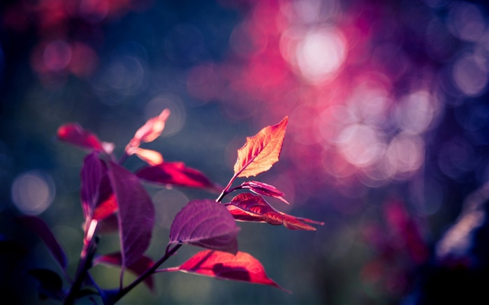 레드 매크로 촬영, 보라색, 나뭇잎, 눈부심 잎 배경 화면 그림