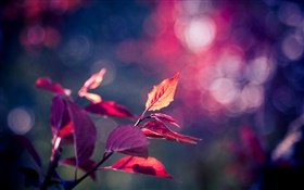 레드 매크로 촬영, 보라색, 나뭇잎, 눈부심 잎 HD 배경 화면