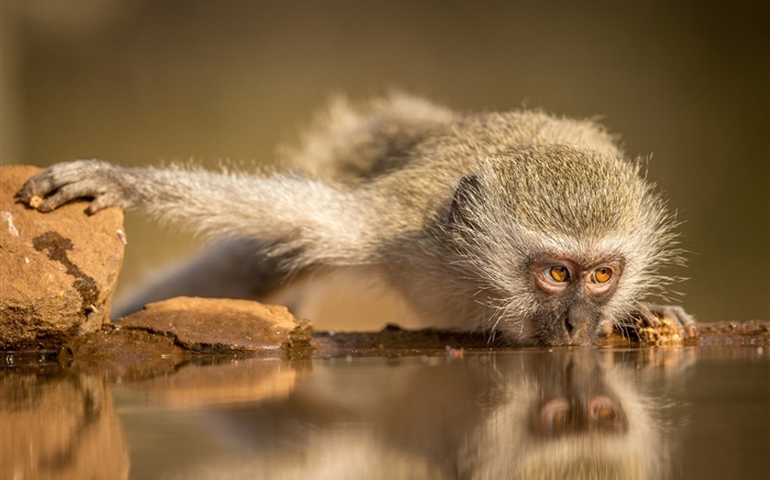 남아 프리 카 공화국, 원숭이 먹는 물 배경 화면 그림